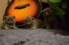 Cute Kittens Falling Asleep At The Same Time
