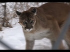 Enriching the lives of sanctuary big cats