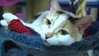 Cats try to win hearts on Valentine's Day with cuddles