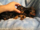 StarYorkie.com from Los Angeles CA New Litter of Teacup Yorkie puppies