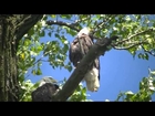 American Eagle - Bald Eagles in the Upper Mississippi River Valley NATURE MINNESOTA  HD !