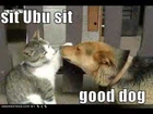 Extremely funny cat and dog photo gallery