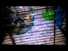 Re-Decorated the Degu Cage! Day 19 Vlog! (2-23-13)