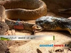 King Cobra gobbles up a a Rat Snake: Amazing and rare video (Asianet News exclusive)
