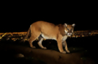 Preserving Big Cat Wildlife Through a Camera Lens
