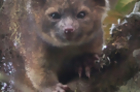 A New Mammal is Discovered in South American Forests