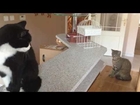 Whiskey The Kitten Meets His Big 