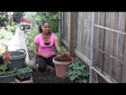 Will Cold Temperatures Keep Tomatoes From Ripening & How Cold Does It Have t... : The Chef's Garden