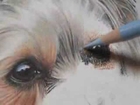 Painting Demonstration - Yorkie by Roberta 