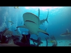 Scuba Diving: Nassau Trip December 2013