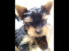 LuckytheYorkie - 6 weeks young and restless.