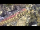 Feather River California steelhead fly fishing with the Irideus spey rods and custom guide flies