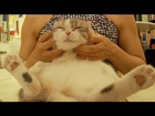 A Scottish Fold Cat Named Puppy Gets Tickled