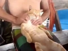 Cute Lazy Cat Gets Relaxing  Neck Massage !