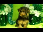 Female Yorkshire Terrier Puppy