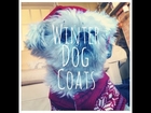 Winter Coats For Small Dogs | Lottie's life