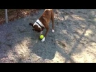 George the boxer at the dog park