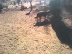 Australian Shepherd Skye Playing at the Dog Park (2)
