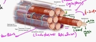 FSc Biology Book2, CH 16, LEC 12, Skeletal Muscles and Sliding Filament Model