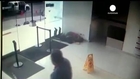Daring escape from prisoner's hospital bed captured on video