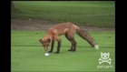 Un bébé renard vole une balle de Golf et joue avec. Trop mignon!