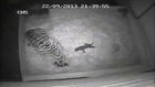 First tiger cub in 17 years born at London Zoo