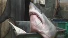 Huge mako shark caught off California could be record