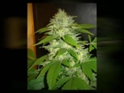 Delicious Feminised Seeds - Automatic Line