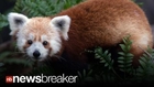 BREAKING VIDEO: Red Panda 